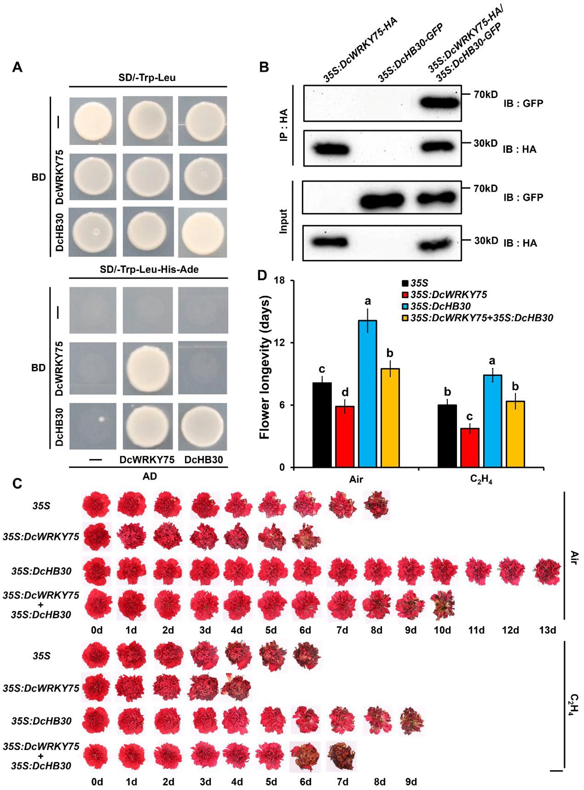 图2. DcHB30能够与DcWRKY75相互作用并拮抗其促进康乃馨花瓣衰老的功能
